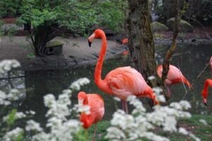 Kawasan Konservasi Alam Dalam Menjaga Keaneragaman Flora dan Fauna