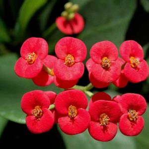 Bunga Euphorbia